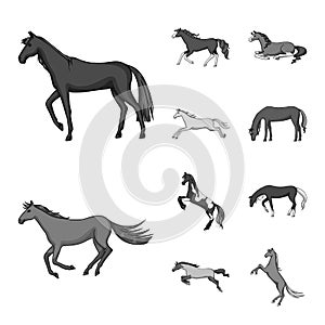 Vector design of farm and riding logo. Collection of farm and equestrian stock vector illustration.