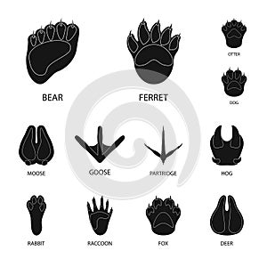 Vector design of feet and fauna icon. Collection of feet and print vector icon for stock.