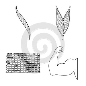 Vector design of fiber and muscular icon. Collection of fiber and body stock vector illustration.