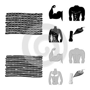 Vector design of fiber and muscular logo. Set of fiber and body vector icon for stock.