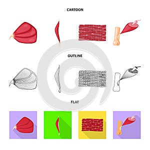 Vector design of fiber and muscular sign. Collection of fiber and body vector icon for stock.