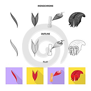 Vector design of fiber and muscular sign. Set of fiber and body  stock symbol for web.