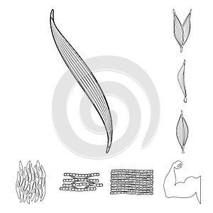 Vector design of fiber and muscular sign. Set of fiber and body stock vector illustration.