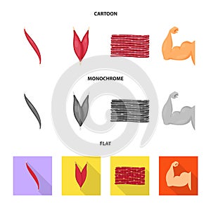 Vector design of fiber and muscular symbol. Collection of fiber and body  stock symbol for web.