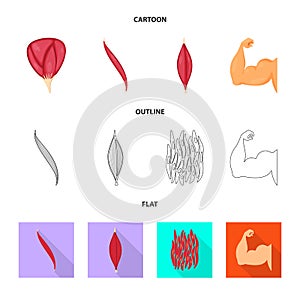 Vector design of fiber and muscular symbol. Set of fiber and body vector icon for stock.