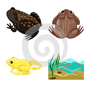 Vector design of frog and anuran icon. Set of frog and animal stock vector illustration. photo