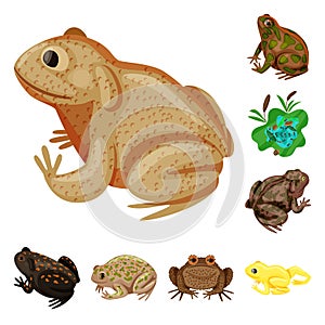 Vector design of frog and anuran icon. Set of frog and animal stock vector illustration. photo