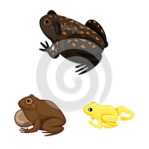 Vector design of frog and anuran logo. Set of frog and animal stock vector illustration. photo