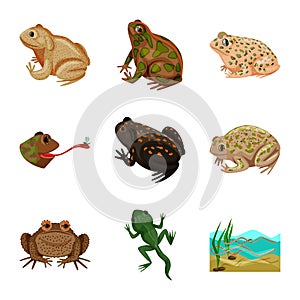 Vector design of frog and anuran logo. Set of frog and animal vector icon for stock.