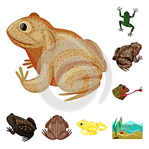 Vector design of frog and anuran symbol. Set of frog and animal stock vector illustration.