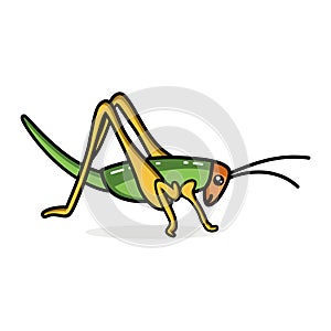 vector design of grasshopper illustrations with different bright colors