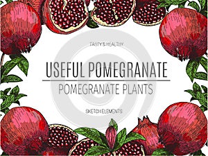 Vector design of hand drawn pomegranate. Vintage sketch style illustration. Organic eco food. Whole , sliced pieces half