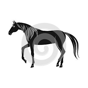 Vector design of horse and steed icon. Collection of horse and western stock symbol for web.