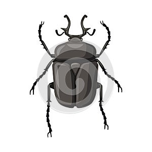 Vector design of insect and fly icon. Collection of insect and element stock vector illustration.