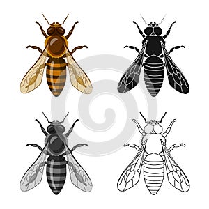 Vector design of insect and fly icon. Collection of insect and element stock vector illustration.