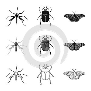 Vector design of insect and fly icon. Collection of insect and element stock vector illustration.