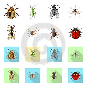 Vector design of insect and fly icon. Collection of insect and element stock vector illustration.