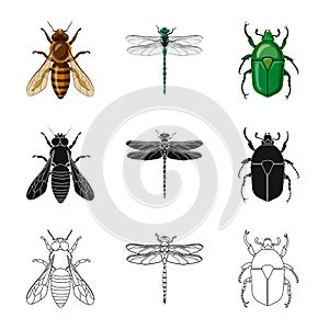 Vector design of insect and fly icon. Set of insect and element stock vector illustration.