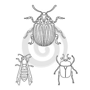 Vector design of insect and fly logo. Set of insect and element vector icon for stock.