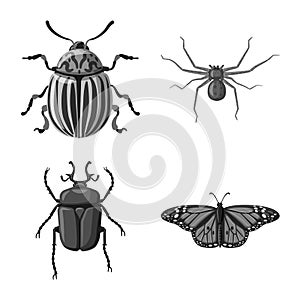Vector design of insect and fly sign. Collection of insect and element stock vector illustration.