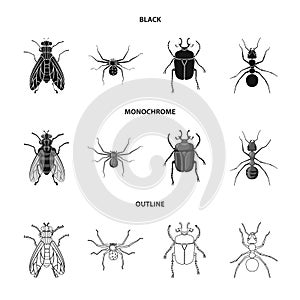 Vector design of insect and fly sign. Collection of insect and element stock vector illustration.