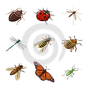 Vector design of insect and fly sign. Set of insect and entomology stock vector illustration.