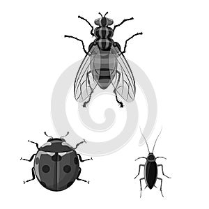 Vector design of insect and fly symbol. Collection of insect and element vector icon for stock.