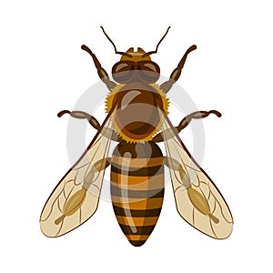 Vector design of insect and fly symbol. Collection of insect and element vector icon for stock.