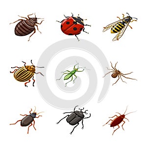 Vector design of insect and fly symbol. Collection of insect and entomology vector icon for stock.