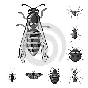 Vector design of insect and fly symbol. Set of insect and element vector icon for stock.