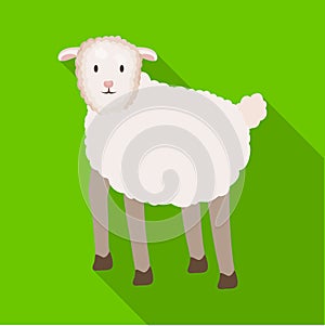 Isolated object of sheep and anima symbol. Set of sheep and lamb stock symbol for web. photo