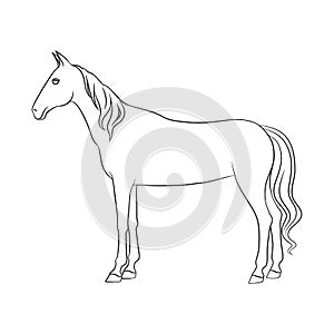 Vector design of steed and white icon. Collection of steed and hoofed stock vector illustration.