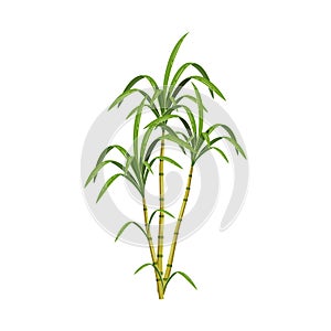 Vector design of sugarcane and cane sign. Collection of sugarcane and field stock vector illustration.