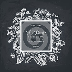 Vector design template with tonic and spicy plants. Hand drawn spices illustrations. Vintage frame with aromatic elements. Sketche