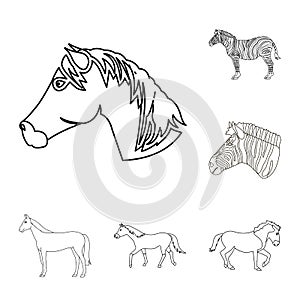 Vector design of trot and running icon. Collection of trot and clipart stock symbol for web.