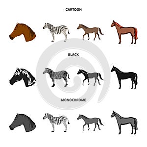 Vector design of trot and running icon. Collection of trot and clipart stock symbol for web.