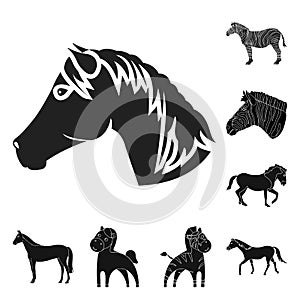 Vector design of trot and running symbol. Collection of trot and clipart vector icon for stock.