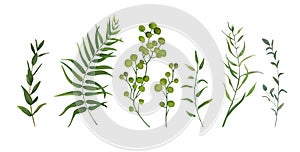 Vector designer elements set collection of green forest fern, tr