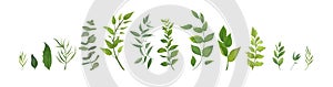 Vector designer elements set collection of green forest fern, tr