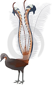 Vector Detail drawn colored Australian bird Lyrebird