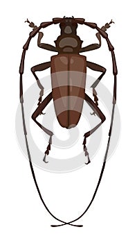 Detailed beetle barbel, top view. Vector illustration photo