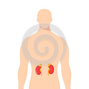 Vector diagram of adrenal glands in flat style.