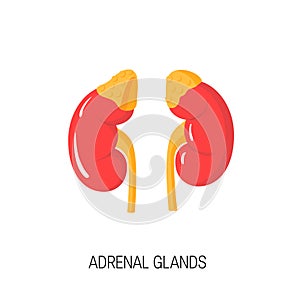 Vector diagram of adrenal glands in flat style.