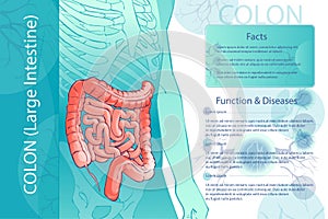 Vector diagram illustration of the human colon