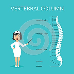 Vector diagram. Spine segments: cervical, thoracic, lumbar, sacrum, coccyx. Vertebral column. Medical doctor woman
