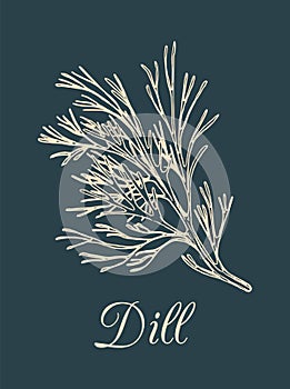 Vector dill illustration on dark background. Hand drawn sketch of spice plant. Botanical drawing of aromatic herb.
