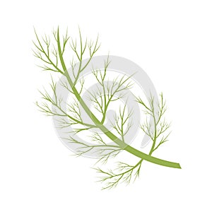 Vector dill illustration isolated in cartoon style. Herbs and Species Series.