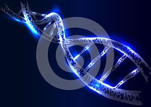 Vector DNA structure