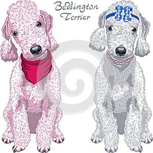 Vector dog Bedlington Terrier breed