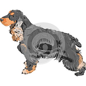 vector Dog black English Cocker Spaniel breed